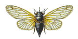 retrato das cigarras
